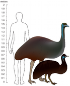 Emuji (s človeškim obrisom in merilom v metrih)