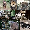 Felidae collage