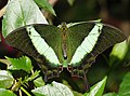2. Papilio palinurus, egy Délkelet-Ázsiában honos lepkefaj egyede (javítás)/(csere)