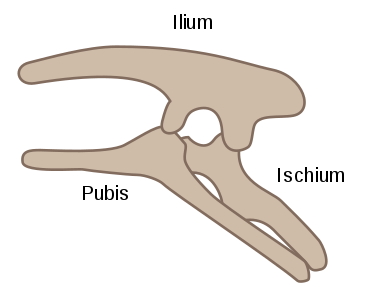 Slika 1a - opistopubična medenica ornitishijev, ki jo definirata predvsem vzporedno nameščeni sednica in sramnica.[4]