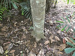 Fluted trunk