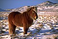 Ісландський кінь, схожий на Equus ferus