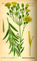 Grat Noopruus (Hieracium umbellatum)