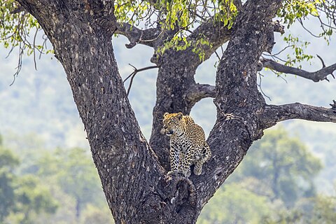 Leopard (Panthera pardus pardus) young female Kruger National Park