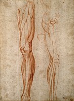 Anatomische schets van Michelangelo