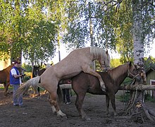 photo en couleur d'un cheval dans un élevage