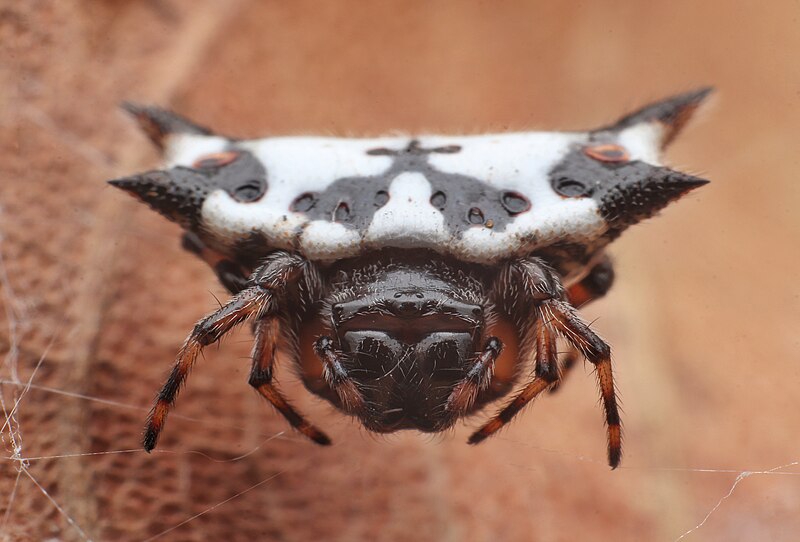 File:Black and White Spiny Spider.jpg