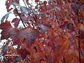Acer × freemanii 'Autumn Blaze' (a cross between A. rubrum and A. saccharinum