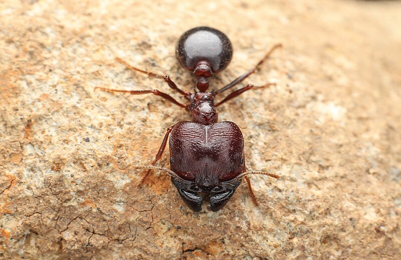 File:Big head ant.jpg