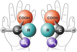 Hai đồng phân đối quang của một amino acid với cùng tâm lập thể