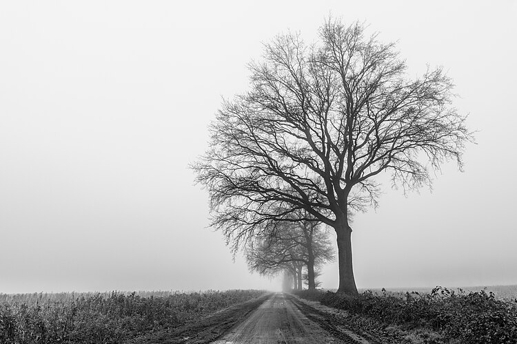 Деревья в тумане в окрестностях Дюльмена, Северный Рейн-Вестфалия