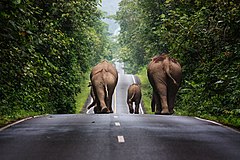 Second place: Wild elephants walking up a road in the area of Khao Yai National Park. – Attribution: Khunkay (CC BY-SA 3.0)