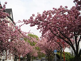 A street with cherry blossoms