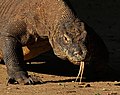 17. Komodói varánusz (Varanus komodoensis) a Komodo-szigetek Nemzeti Parkban (Indonézia) (javítás)/(csere)