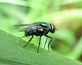 Nhặng xanh (thuộc bộ Diptera, những vũ công thiện nghệ trong thế giới côn trùng