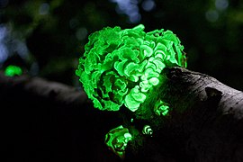 Hongo bioluminiscente Panellus stipticus