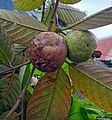 A rotten guava