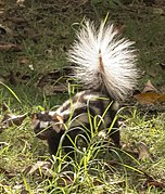 Blakc skunk with white spots and tail in grass