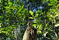 Weidenjungfer (Chalcolestes viridis)
