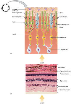 Фоторецепторска ћелија - Функционални део штапића и чепича
