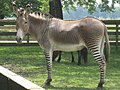Zebra ♂ x Equus asinus ♀