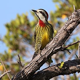 Cuban green woodpecker Xiphidiopicus percussus ♀ Cuba