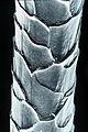 メリノウールの繊維の電子顕微鏡写真