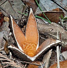 A star-shaped mushroom with four rays growing on the ground, surrounded by dead leaves: The interior surface of the mushroom is butterscotch colored, and the center of the mushroom is cracked to reveal the white tissue layer underneath. The external surface is rough, and a dark brown color.