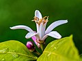 110 Citrus flower 2019-06-13 09-54-06 (C)-PSD uploaded by Ermell, nominated by Ermell
