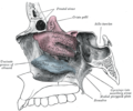 Parete laterale della cavità nasale. L'immagine mostra l'osso etmoide in situ.