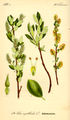 Salix breviserrata