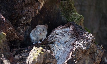 Миша в національному природному парку «Голосіївський». Найкраща фотографія Києва (NataYefimova)
