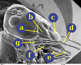 大顎類である昆虫の口器。鋏角類とは異なり、複数対の顎（b：大顎、g：小顎、f：下唇）によって構成される。