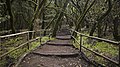 19. Az elbűvölt erdő La Gomera szigetén, a Garajonay Nemzeti Parkban (Spanyolország, Kanári-szigetek) (javítás)/(csere)