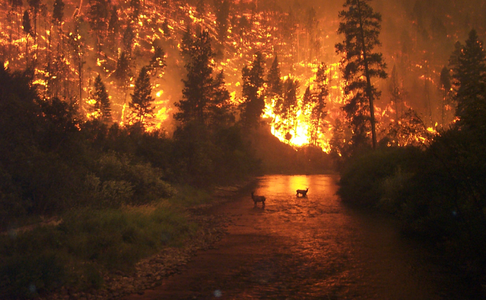 Orman yangını (Üreten:John McColgan)