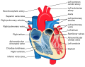 File:Heart diagram-en.svg by ZooFari (Attribution-Share Alike 3.0 Unported license).