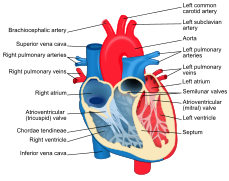 Heart diagram-en