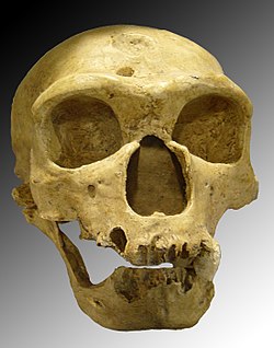Neandertalinihminen (Homo neanderthalensis)