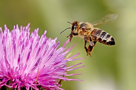一隻喺朵花上面降落緊嘅蜜蜂