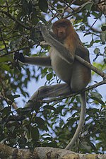 proboscis monkey (Nasalis larvatus)