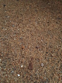 Solo arenoso molhado por chuva, apresentando grãos bem definidos de areia.