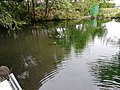 曽根城公園のハリヨ池（2019年撮影）
