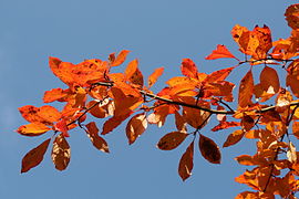 Nyssa sylvatica, feuilles en automne.