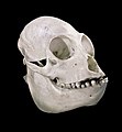 27. Vörös bőgőmajom (Alouatta seniculus) koponyája (javítás)/(csere)