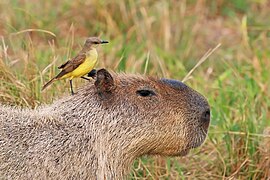 Cattle tyrant (Machetornis rixosa) on Capybara