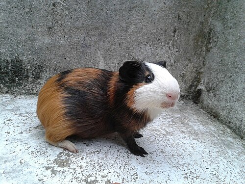 A pet Guinea Pig.