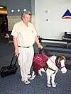 Un homme et son cheval guide d'aveugle dans un aéroport.