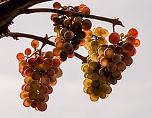 Trois grappes en contre-jour, les raisins joufflus variant de l'ocre clair aux tons grenadines.