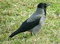 Bele txanoduna (Corvus cornix)