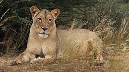Liūtė (Panthera leo)